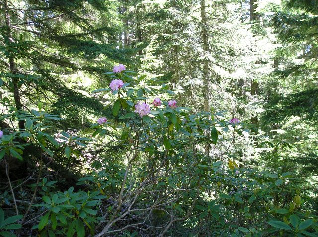 6.24-25.06 Memaloose Lake 023 